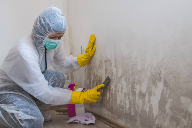 Best Basement Mold Removal  in Mobile, AL