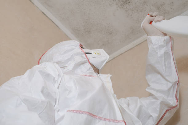 Best Mold Damage Restoration  in Mobile, AL