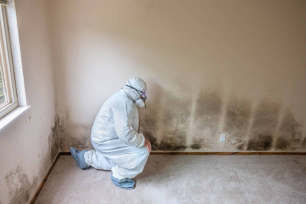 Best Mold Removal for HVAC Installations  in Mobile, AL